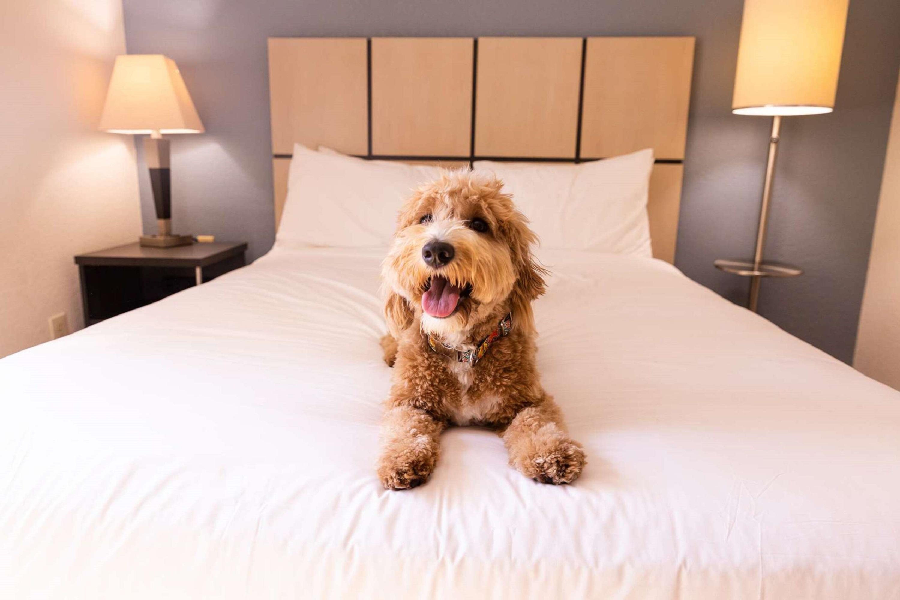 Sonesta Simply Suites Albuquerque Exteriér fotografie